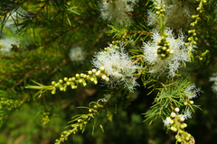Melaleuca alternifolia