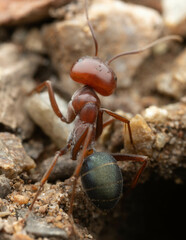 Melophorus rufoniger