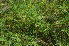 Melaleuca alternifolia
