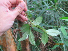 Eugenia multicostata