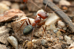 Melophorus rufoniger