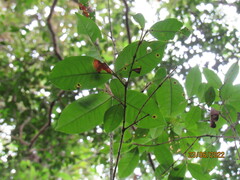 Eugenia multicostata