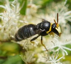Hylaeus euxanthus