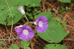 Ipomoea orizabensis orizabensis