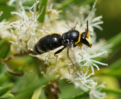 Hylaeus euxanthus