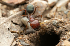 Melophorus rufoniger