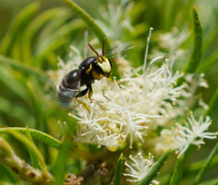 Hylaeus euxanthus