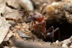 Melophorus rufoniger