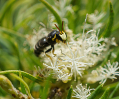 Hylaeus euxanthus