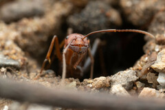 Melophorus rufoniger