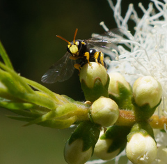 Hylaeus euxanthus