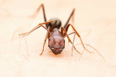 Melophorus rufoniger