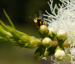 Hylaeus euxanthus