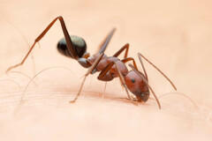 Melophorus rufoniger