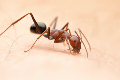 Melophorus rufoniger