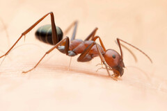 Melophorus rufoniger