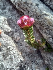 Sonderothamnus petraeus