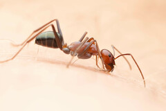 Melophorus rufoniger