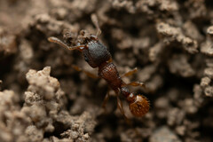 Tetramorium fuscipes