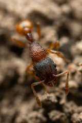 Tetramorium fuscipes