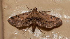 Parapoynx crisonalis