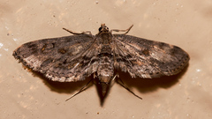 Parapoynx crisonalis