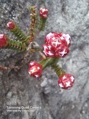 Sonderothamnus petraeus