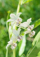 Gomphocarpus