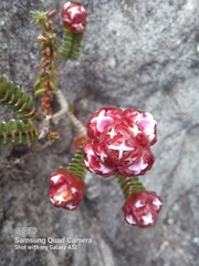 Sonderothamnus petraeus