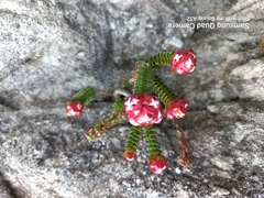 Sonderothamnus petraeus