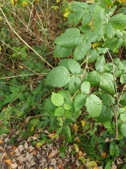 Rubus idaeus