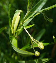 Gomphocarpus