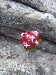 Sonderothamnus petraeus