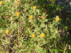 Scolymus hispanicus