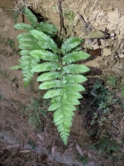 Microlepia marginata