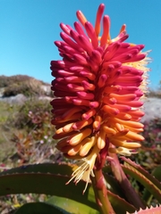 Asphodeloideae