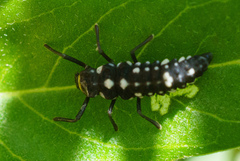 Cleobora mellyi