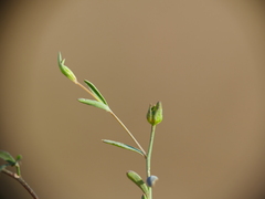 Linum trigynum