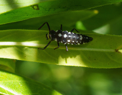 Cleobora mellyi