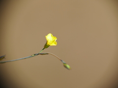 Linum trigynum