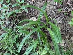 Bletilla formosana
