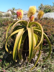 Asphodeloideae