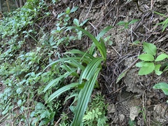 Bletilla formosana