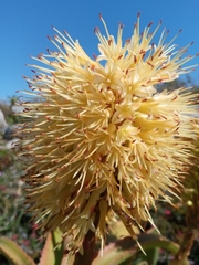 Asphodeloideae