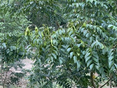 Dalbergia odorifera