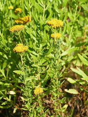 Achillea ageratum