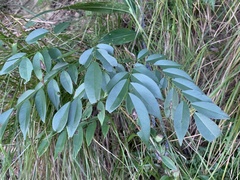 Dalbergia odorifera