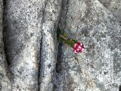 Sonderothamnus petraeus