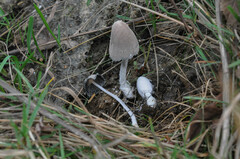 Coprinopsis pseudonivea