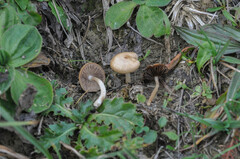 Psathyrella